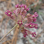 Clasping milkweed